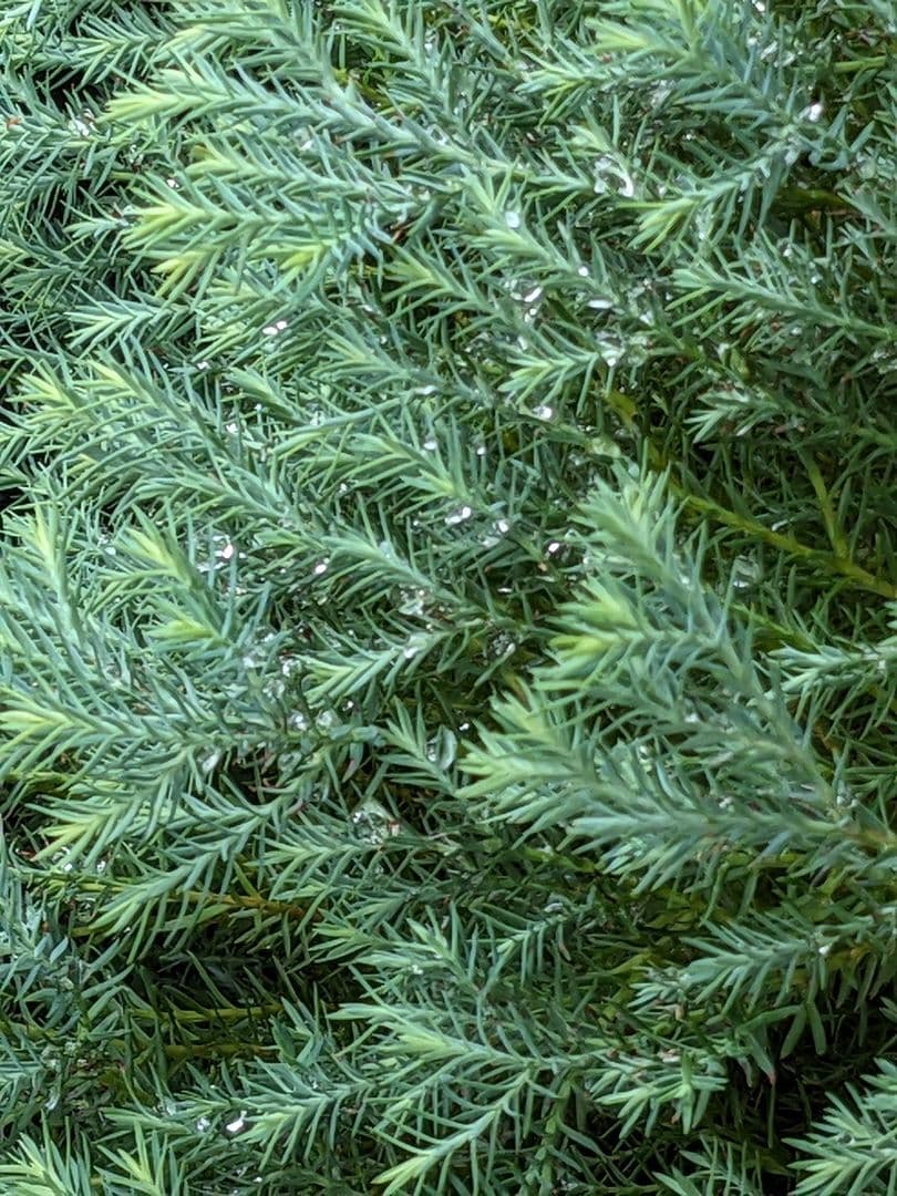 ✳* エリコイデス ✳* 挿し穂