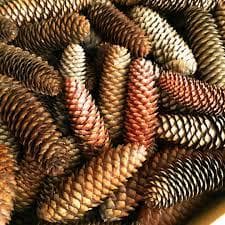 ド～ンと200本セット国産天然素材 ドイツトウヒの松ぼっくり/松かさ