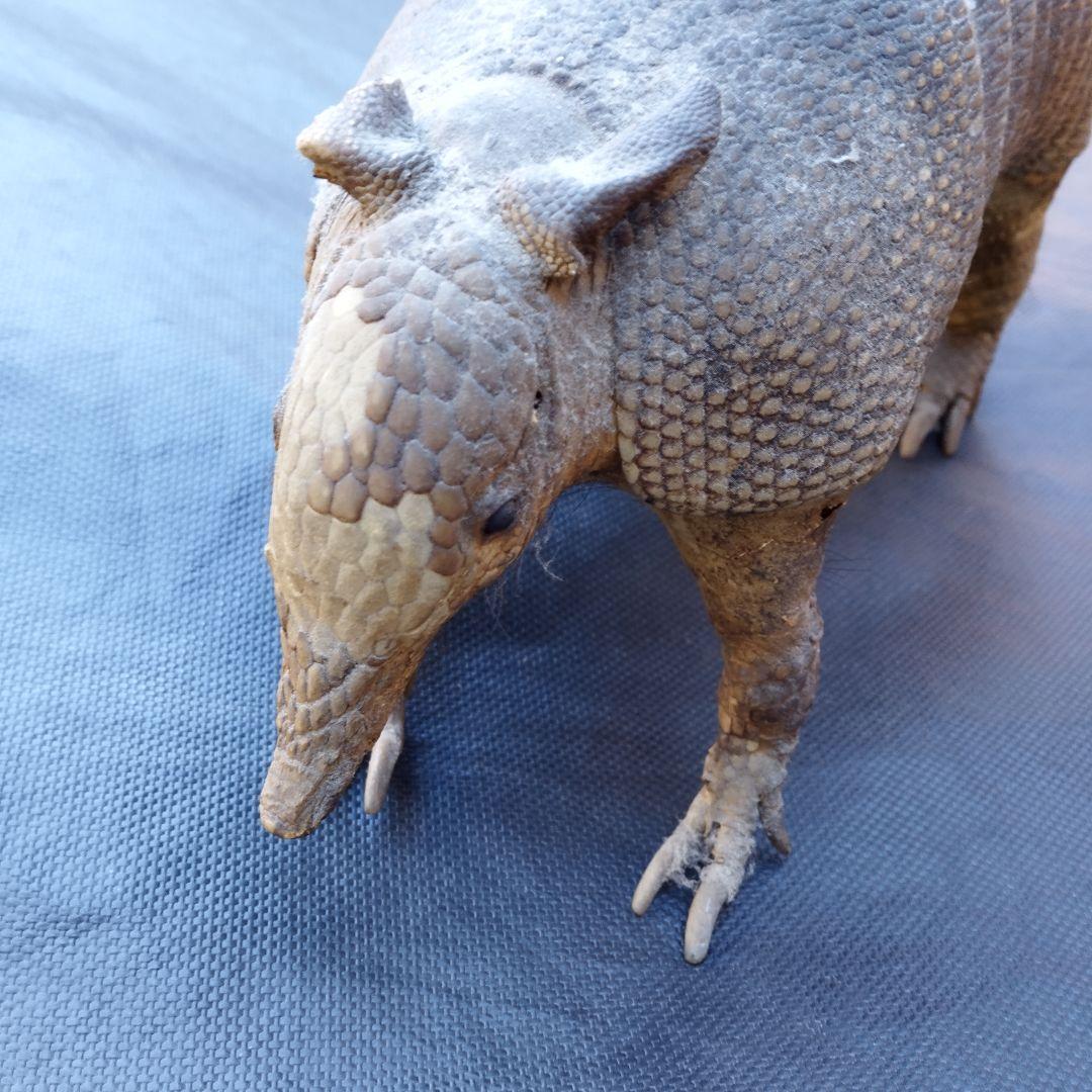 アルマジロ　剥製