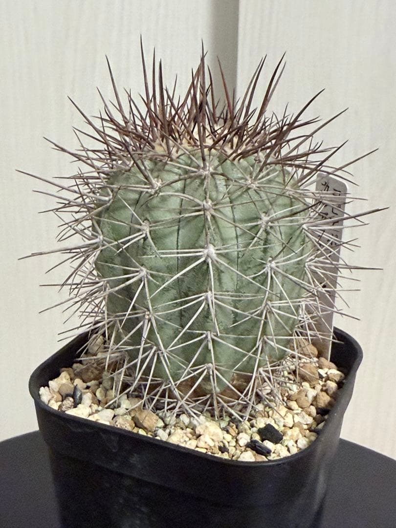 コピアポアカルデラナ 実生