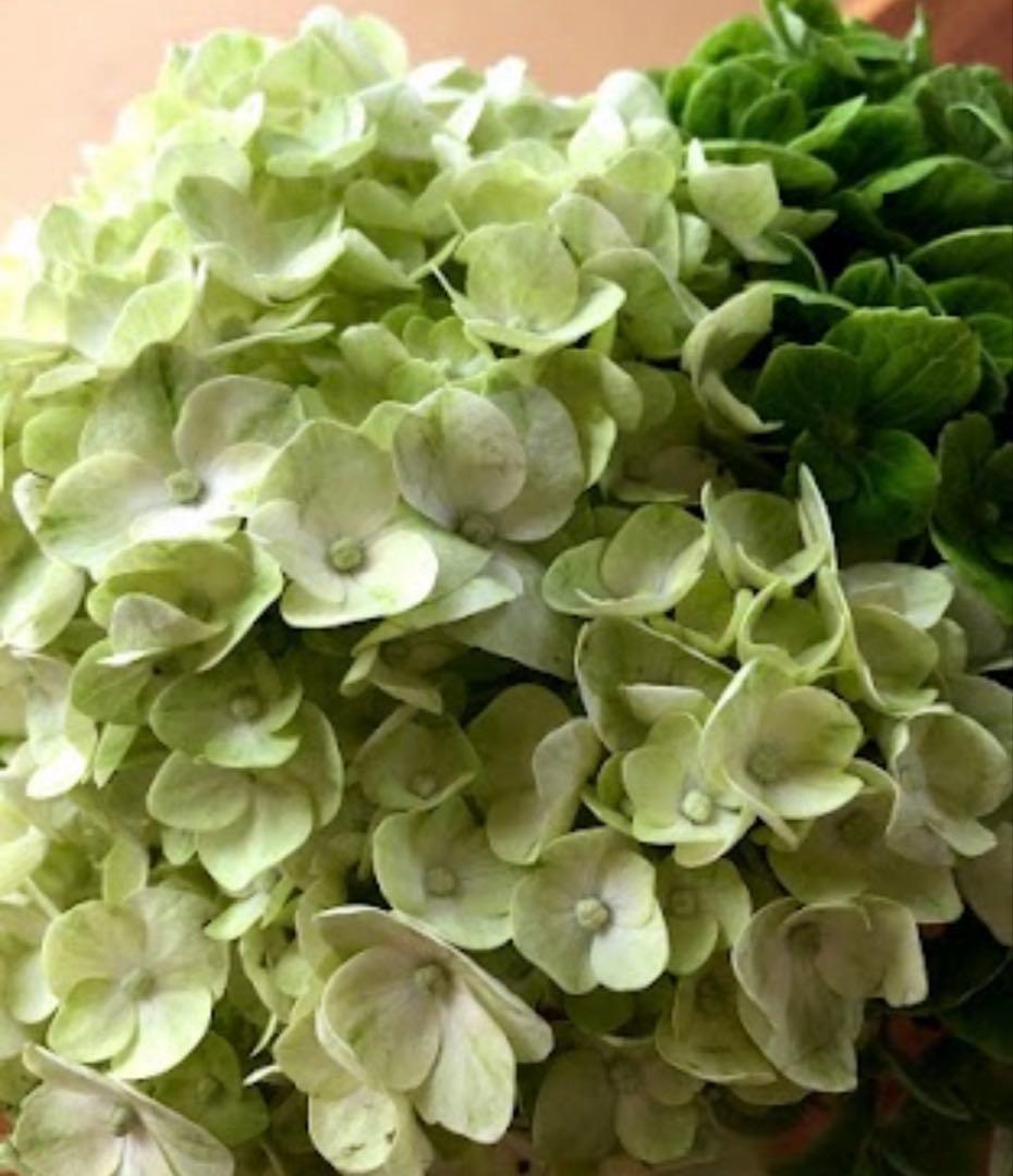 花 Cvernal