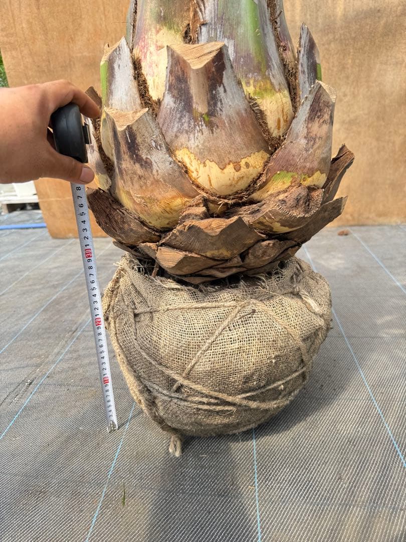 ココスヤシシルバーリーフ【極太】葉先200cm幹回り110cm 幹高50cm