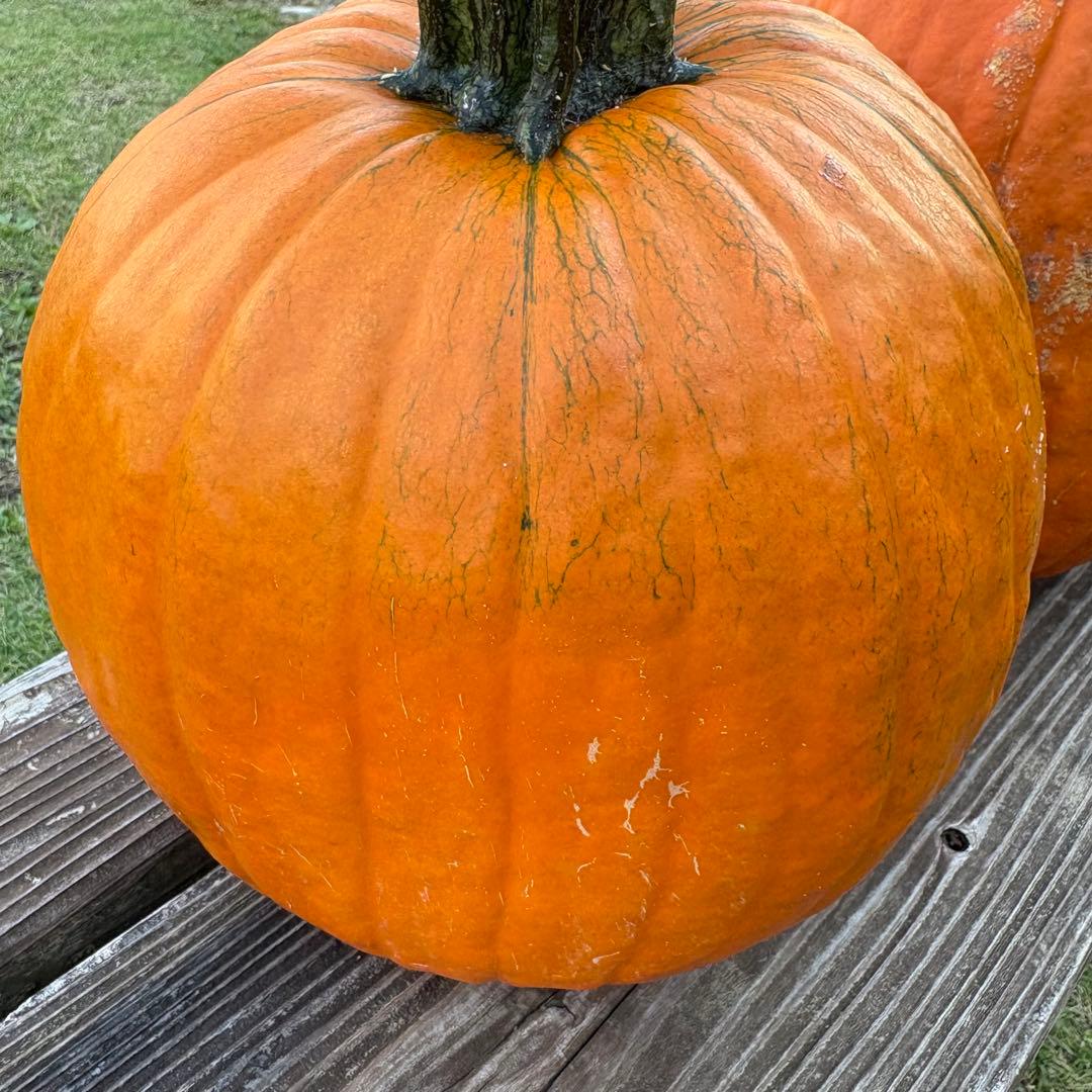 【A19c】ハロウィンかぼちゃ　本物