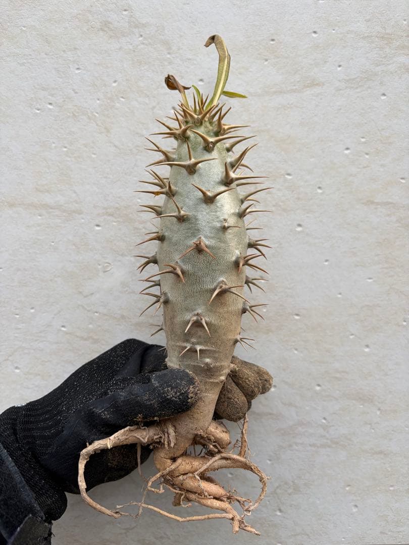 パキポディウム　アンボンゲンセ　良形