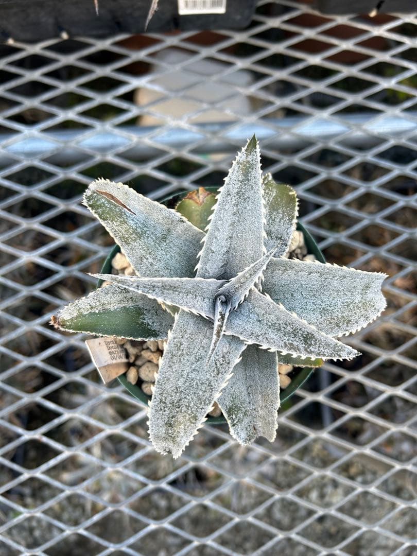 DBディッキア Dyckia marnier-lapostollei ⑵