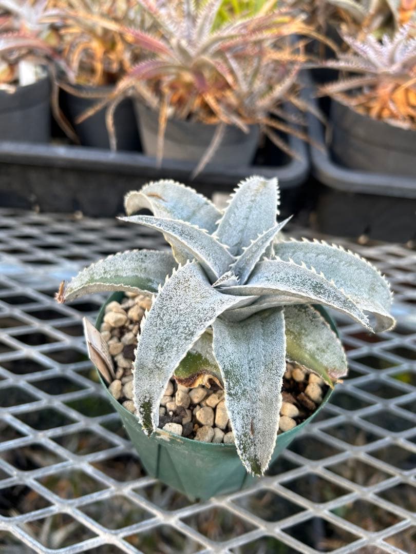 DBディッキア Dyckia marnier-lapostollei ⑵