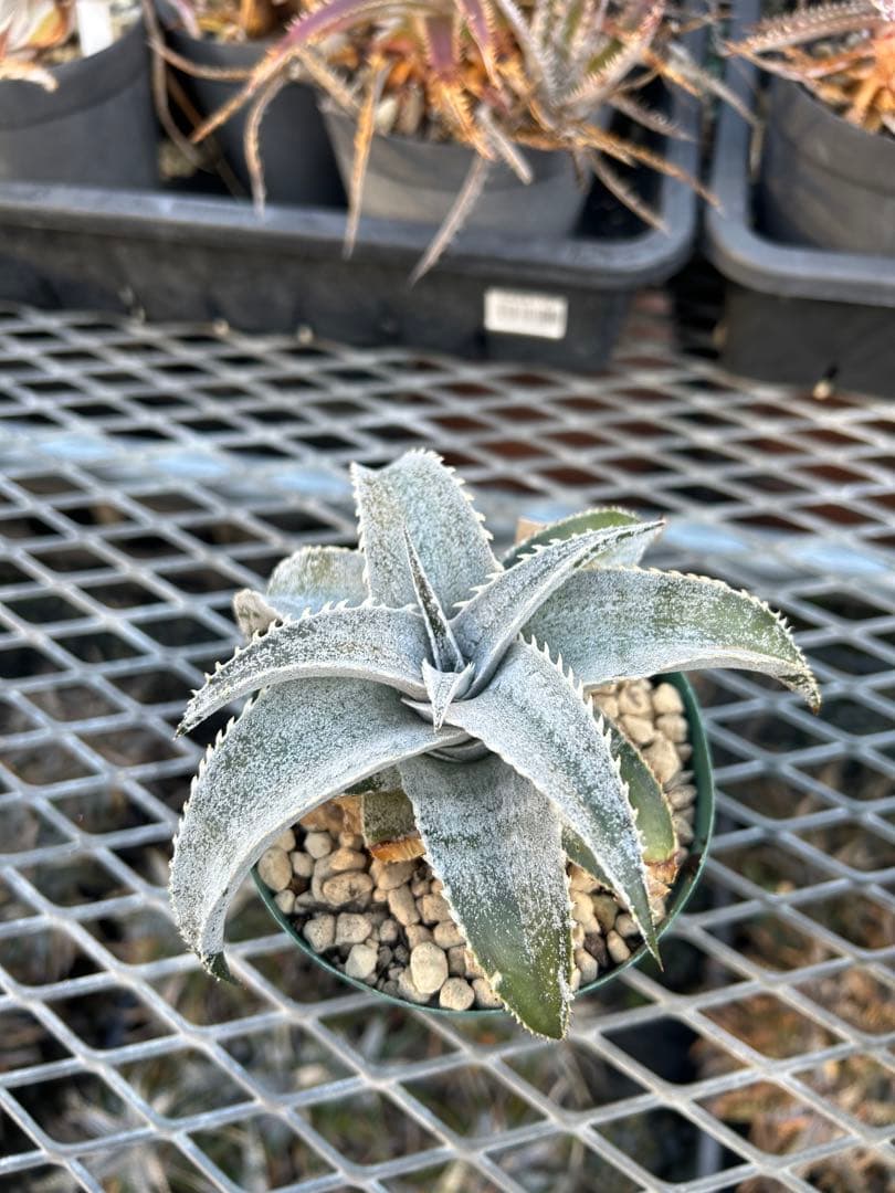 DBディッキア Dyckia marnier-lapostollei ⑵