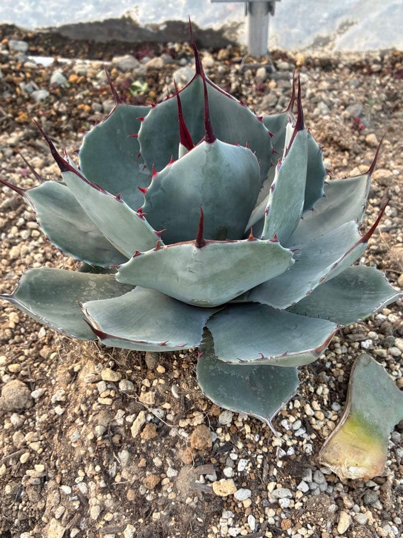 最終　本日限定　優秀株　パリー　パリートランカータ