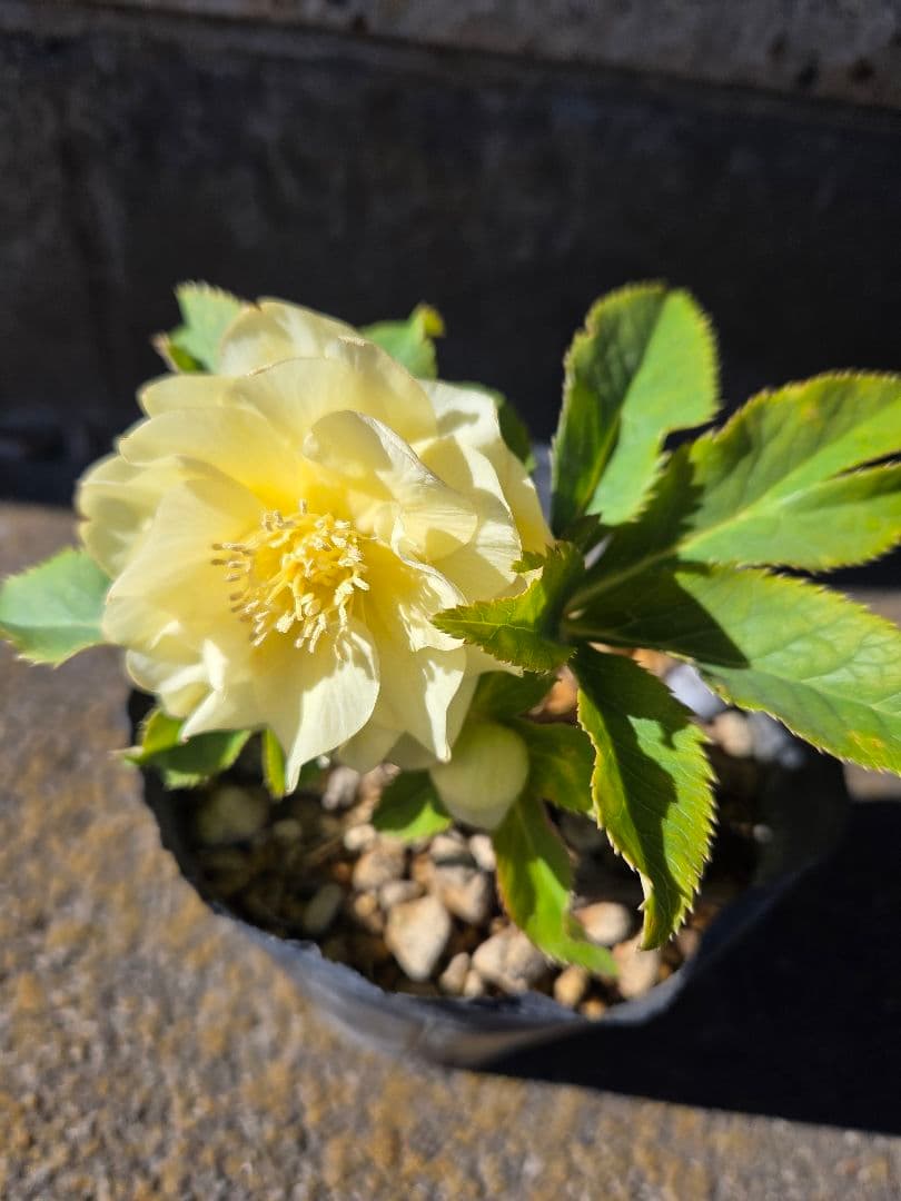 クリスマスローズ　かぐや姫