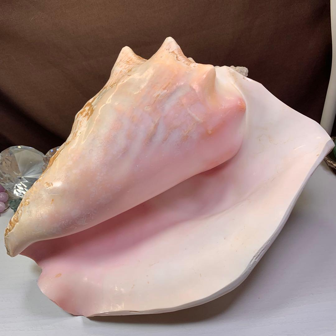 4.大きいクイーンコンクシェル・母貝、貝殻