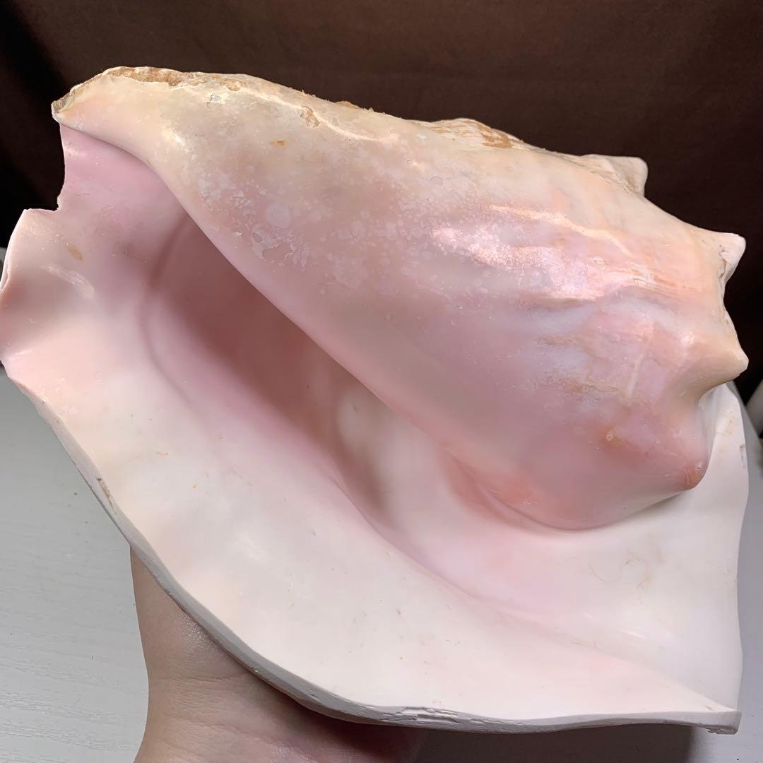 4.大きいクイーンコンクシェル・母貝、貝殻