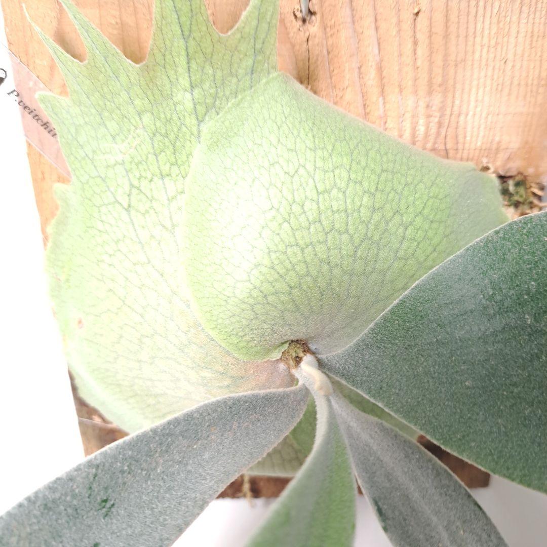 P.veitchii sp. sporeling TIP#2 ビカクシダ