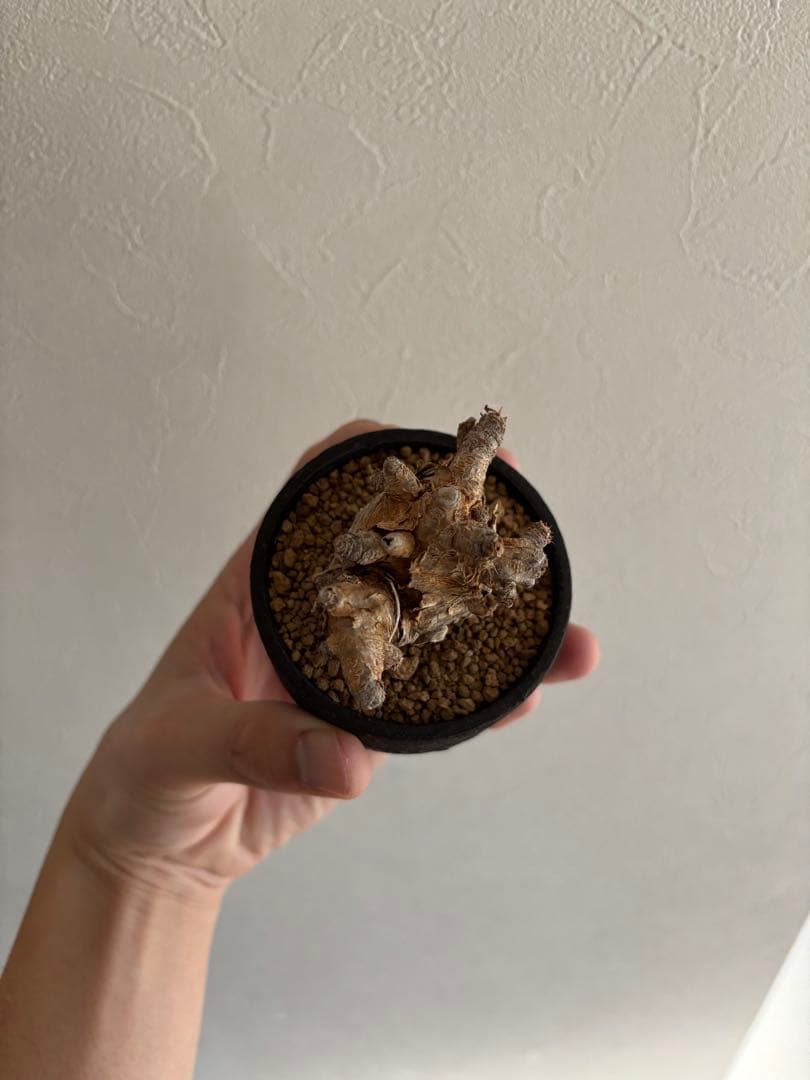 イトレメンシス×加藤裕章　コレクション株