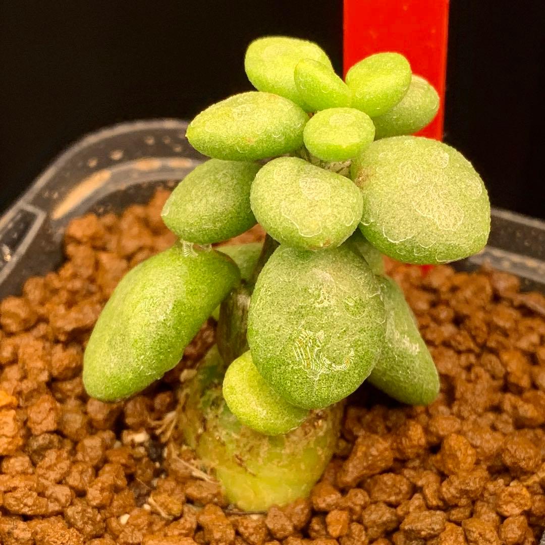 レア実生！　写真2-5枚目　チレコドン　ポドレイアエ　多肉植物　塊根植物　実生