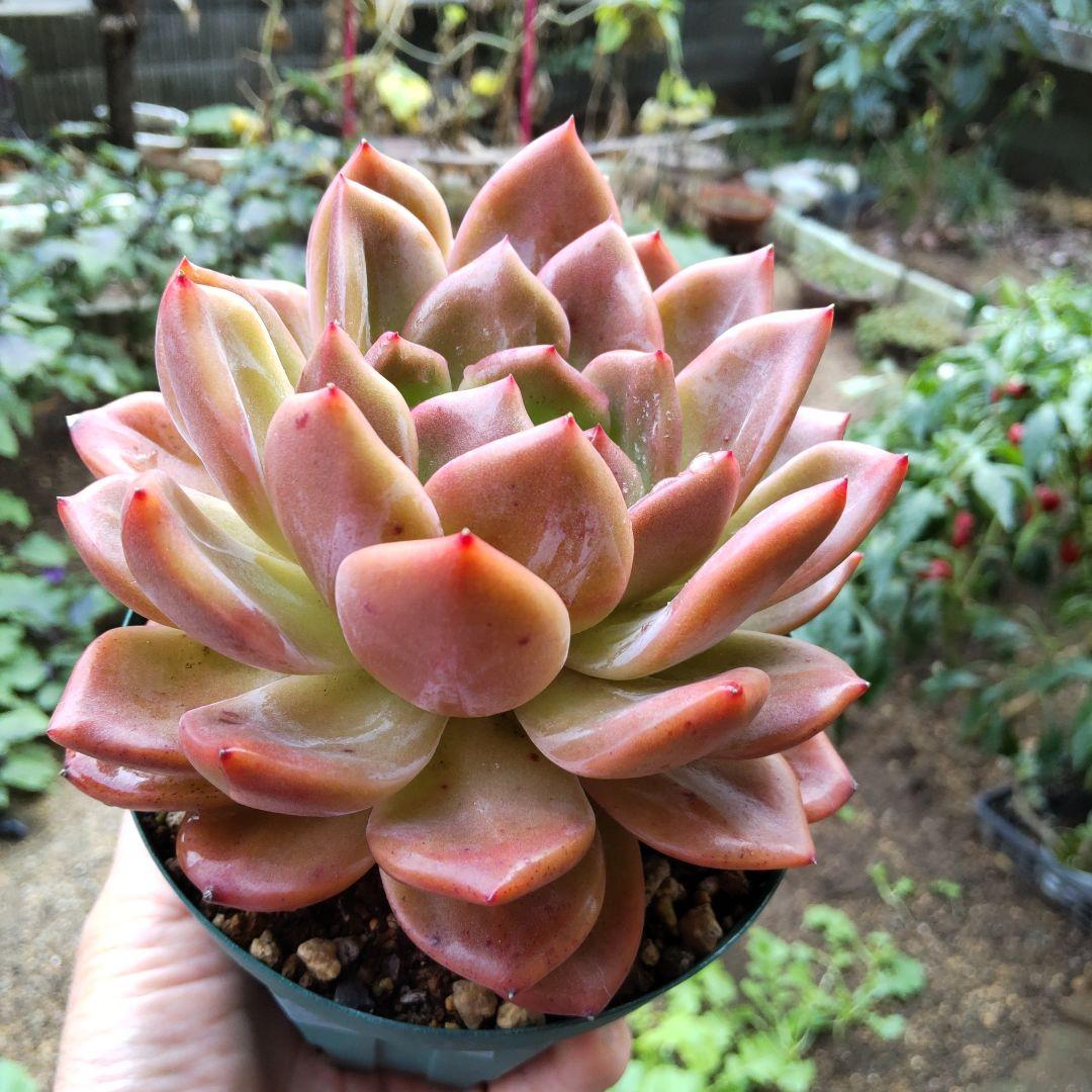 赤々〜マイコレ デカベリア miso苗✡️ラウリンゼ×ロメオ✡️多肉 抜き苗