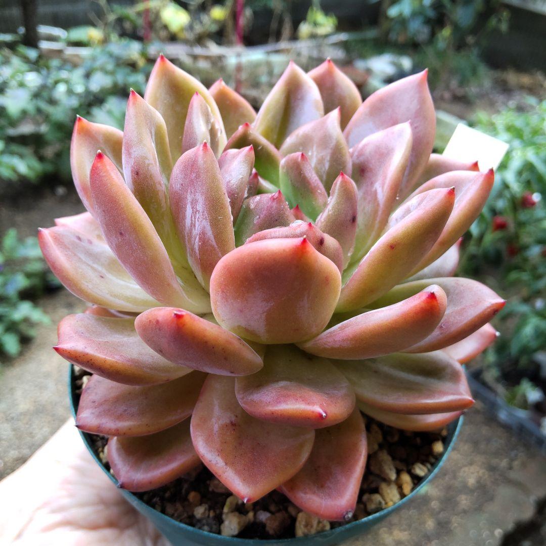 赤々〜マイコレ デカベリア miso苗✡️ラウリンゼ×ロメオ✡️多肉 抜き苗