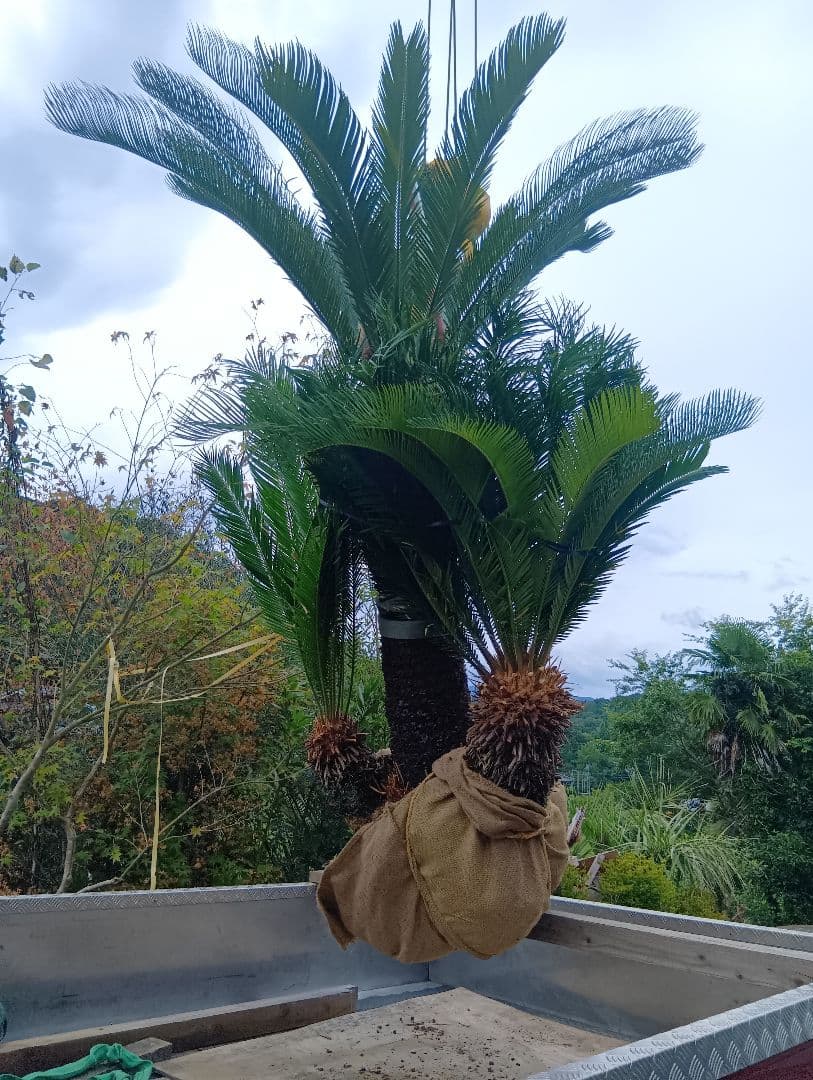 ソテツ（雌木でかなり大きいやつ株立ち）