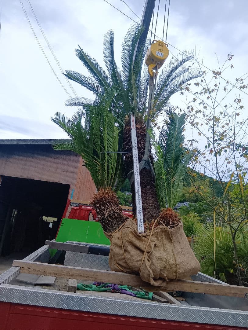 ソテツ（雌木でかなり大きいやつ株立ち）