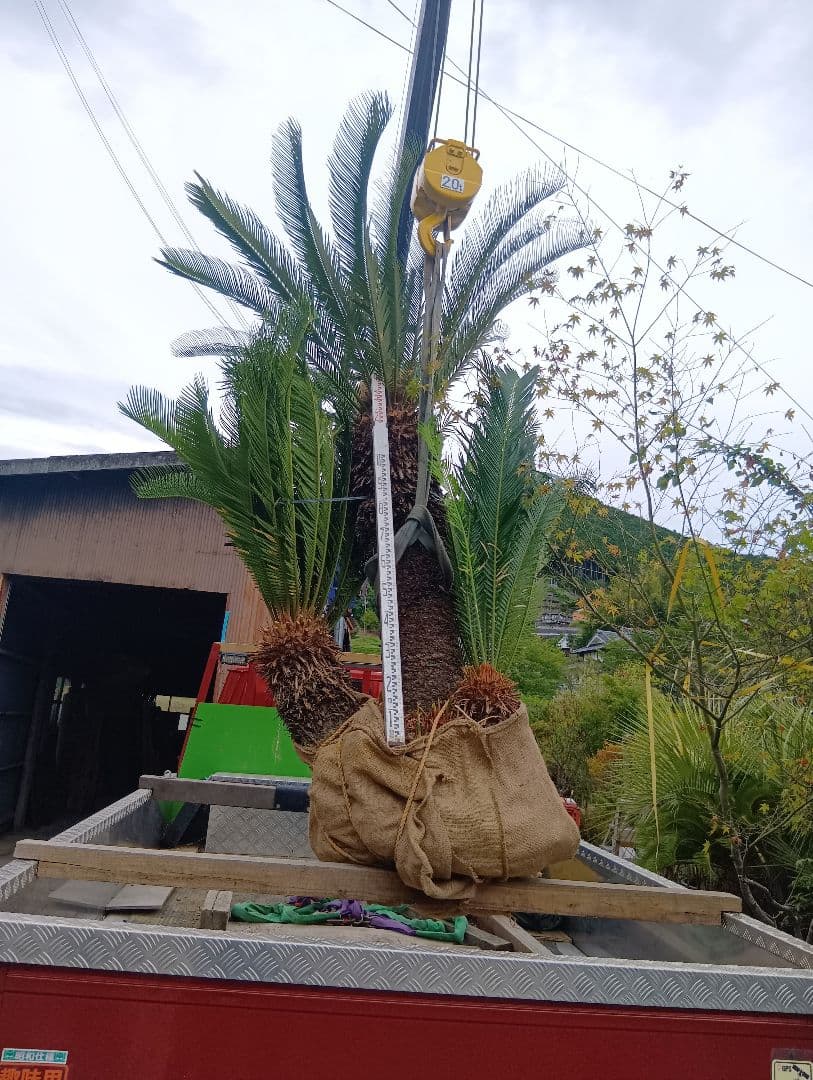 ソテツ（雌木でかなり大きいやつ株立ち）