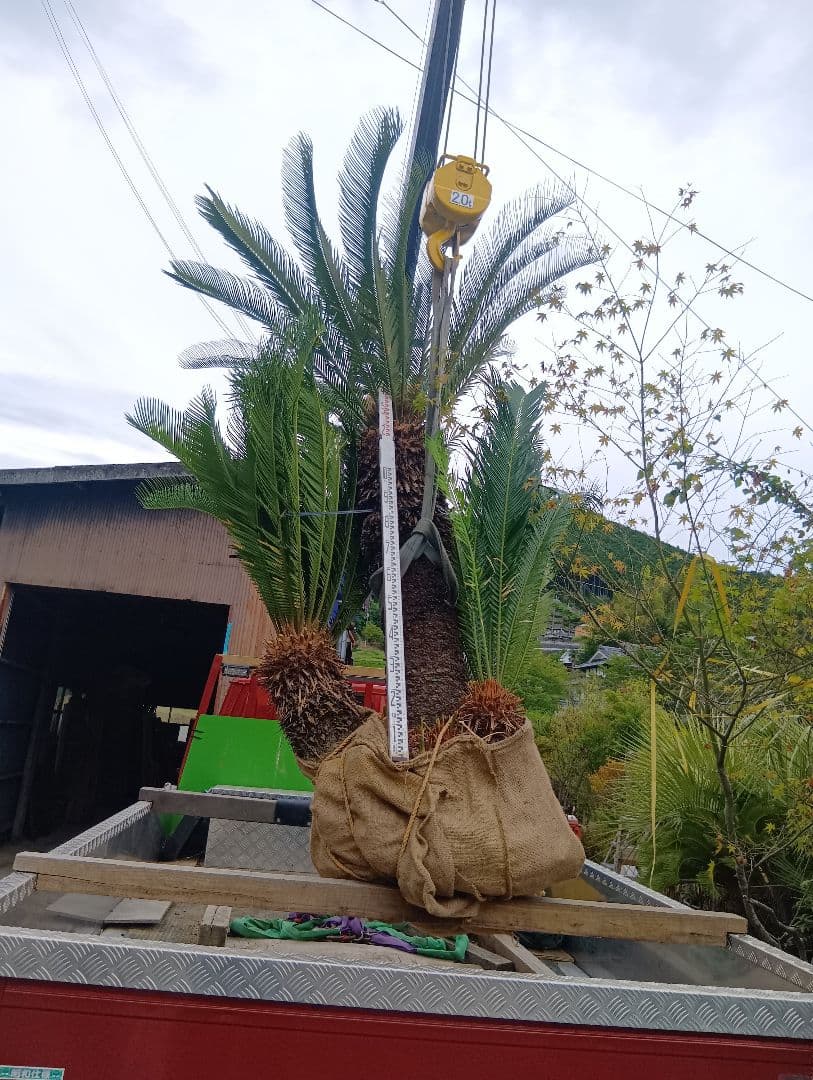 ソテツ（雌木でかなり大きいやつ株立ち）