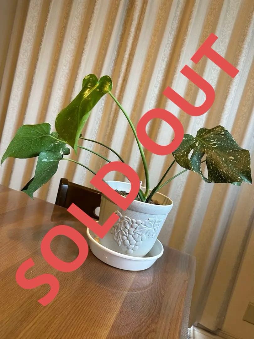 観葉植物☆斑入りモンステラ　お値下げ