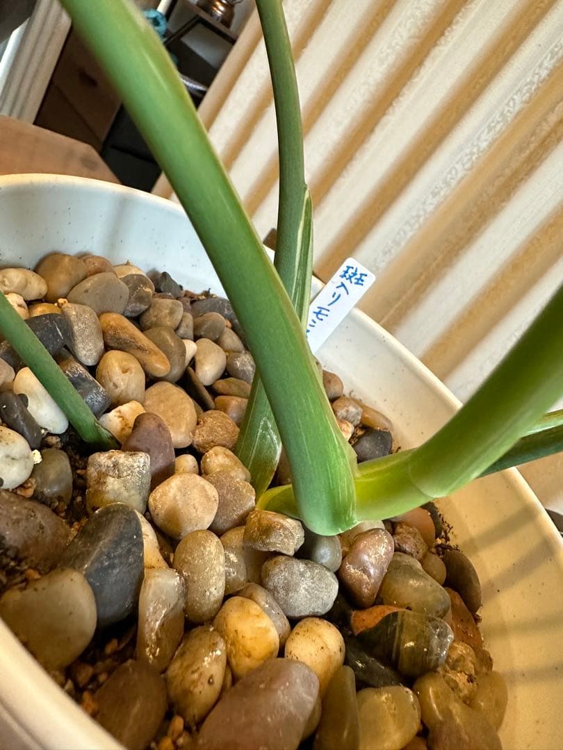 観葉植物☆斑入りモンステラ　お値下げ