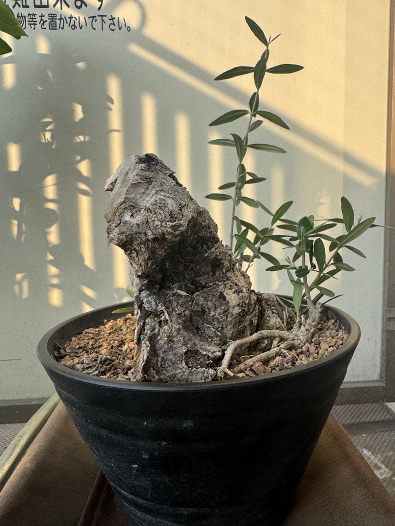 オリーブ　ミッション　古木