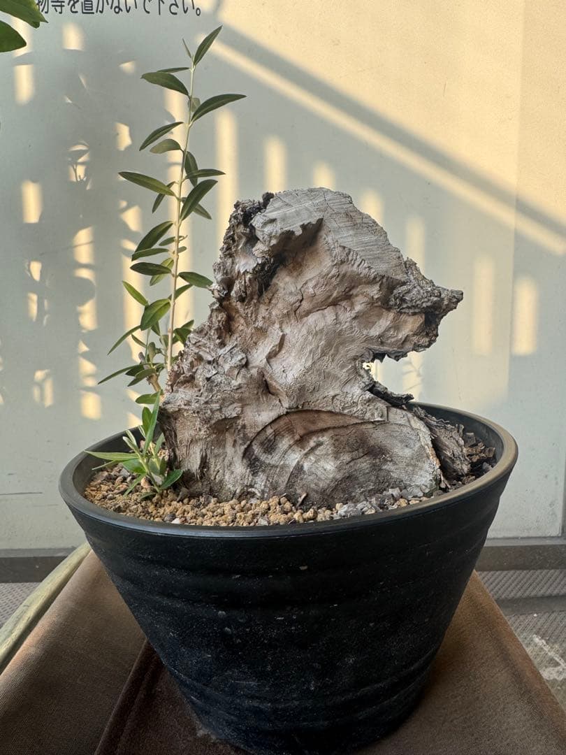 オリーブ　ミッション　古木