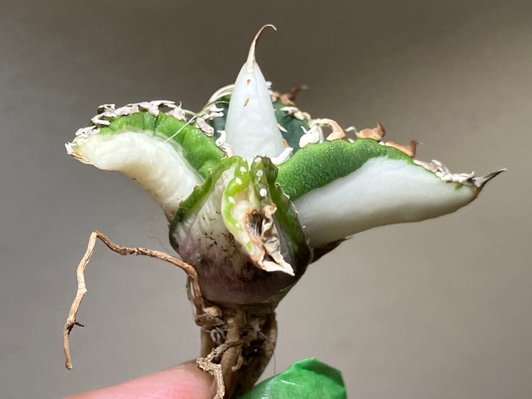 初出品【匿名配送】①選抜　強鋸歯　アガべ　チタノタ　SAD錦　白中斑　TC