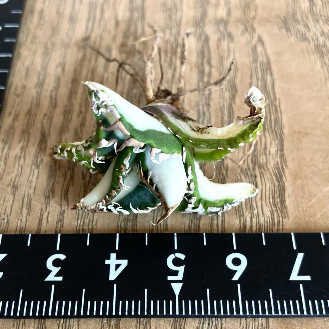 初出品【匿名配送】①選抜　強鋸歯　アガべ　チタノタ　SAD錦　白中斑　TC