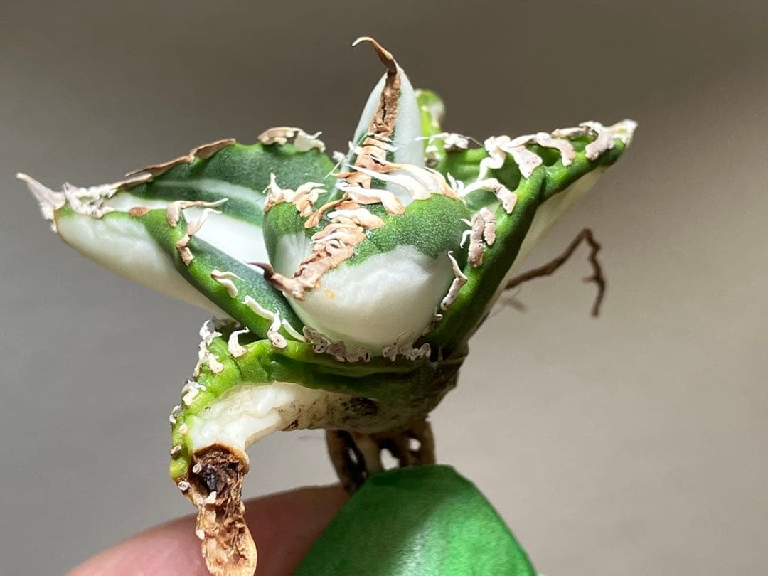 初出品【匿名配送】①選抜　強鋸歯　アガべ　チタノタ　SAD錦　白中斑　TC