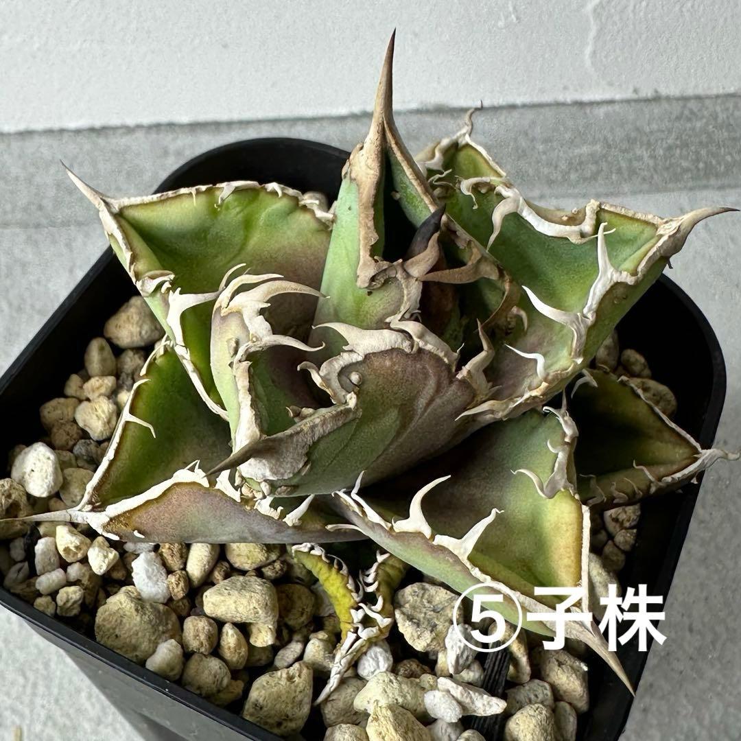 チタノタ 台湾産 スタッズ特選株 セット ※バラ売り可能 検）冰雹、麻花龍