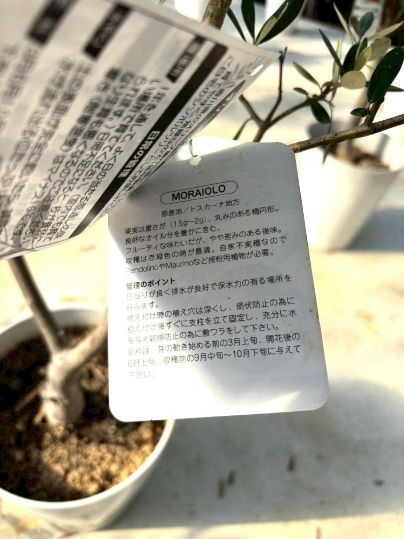 オリーブの木　モライオロ　10号　約180cm　K-340　現品掲載