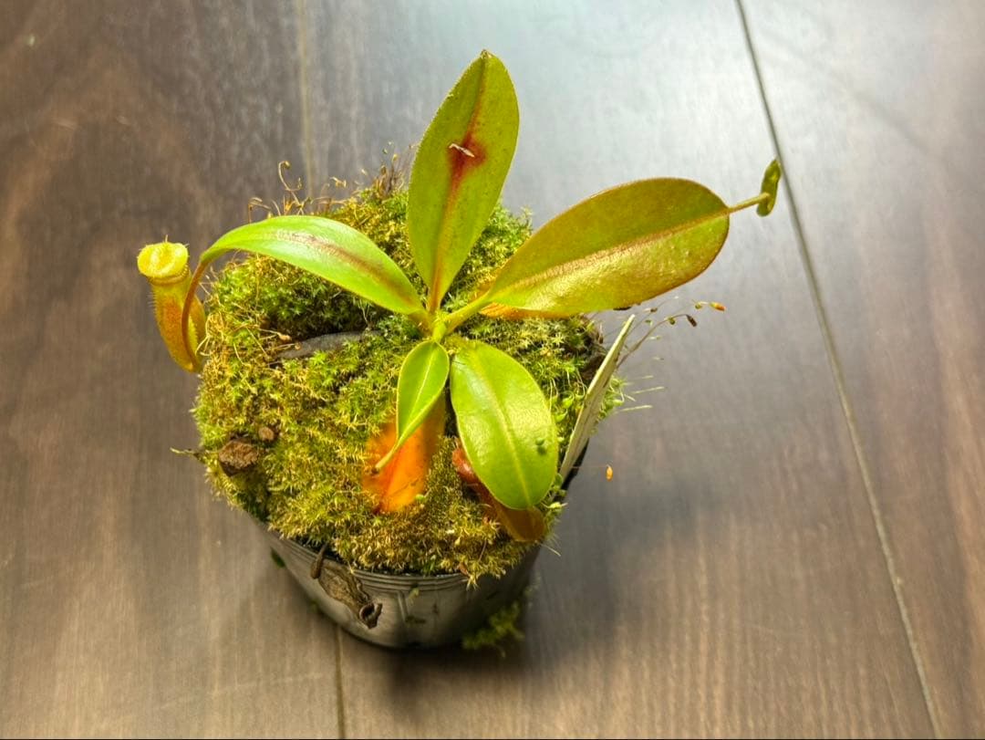 食虫植物N. rajah x macrophylla #NNN