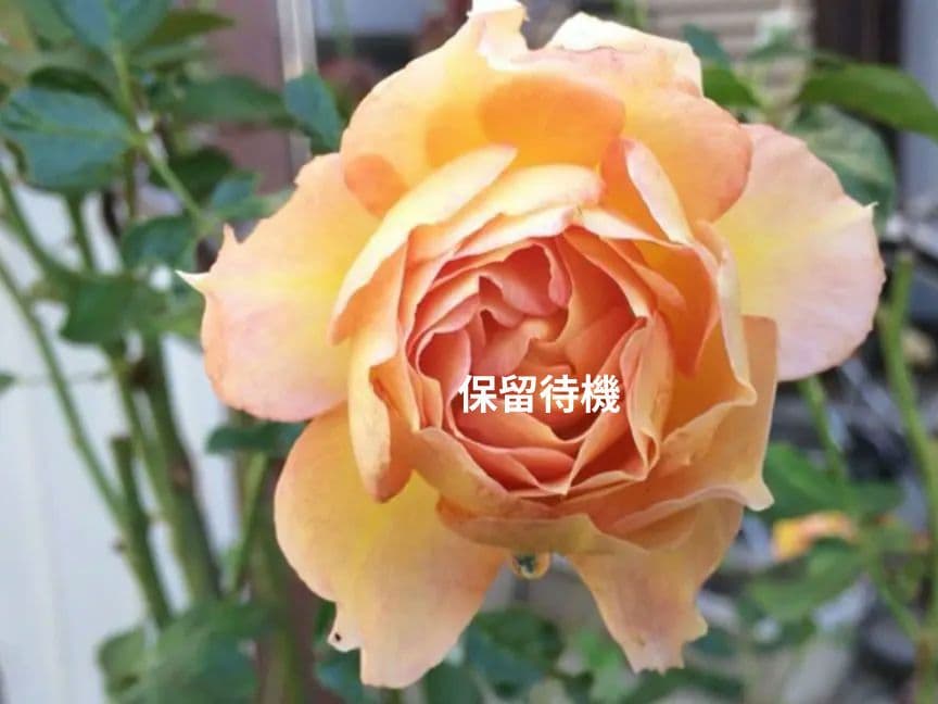薔薇挿し木・四季咲き・オレンジ黄複色・華やか～