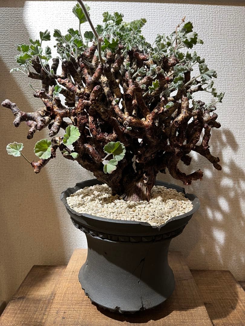 ペラルゴニウム　ミラビレ　kikko鉢　吉光窯