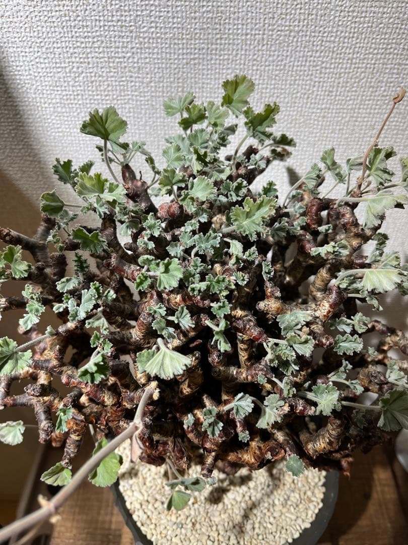 ペラルゴニウム　ミラビレ　kikko鉢　吉光窯