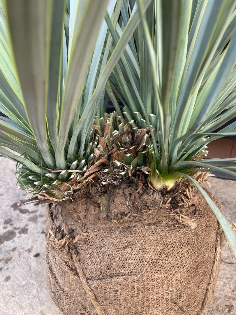 早いもの勝ち　ユッカ　ロストラータ　1