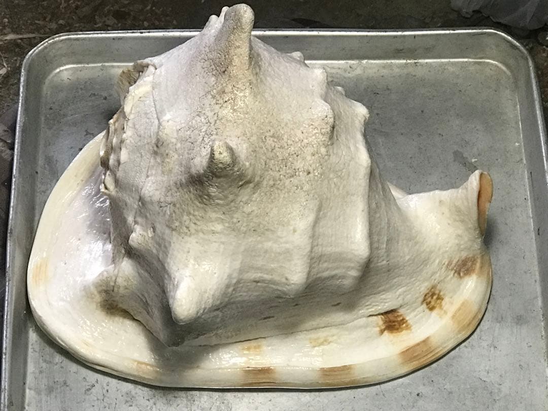 トウカムリ貝 インテリアや楽器などにどうぞ