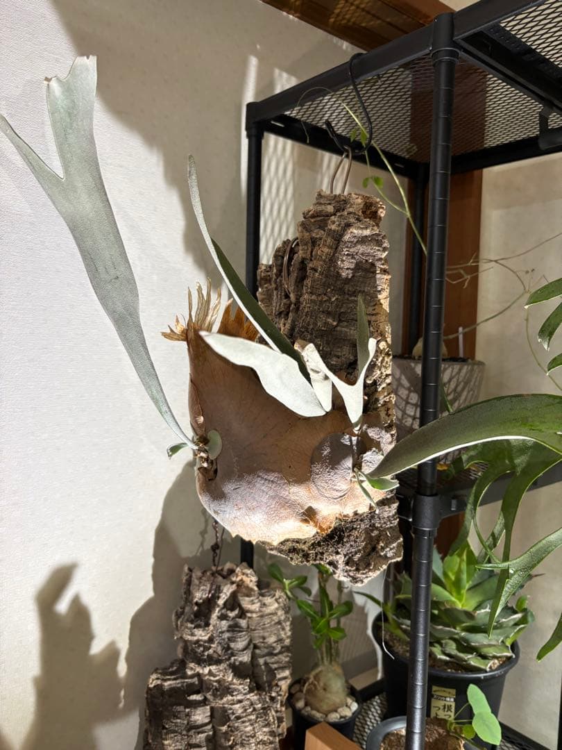 ビカクシダ ベイチー　親株