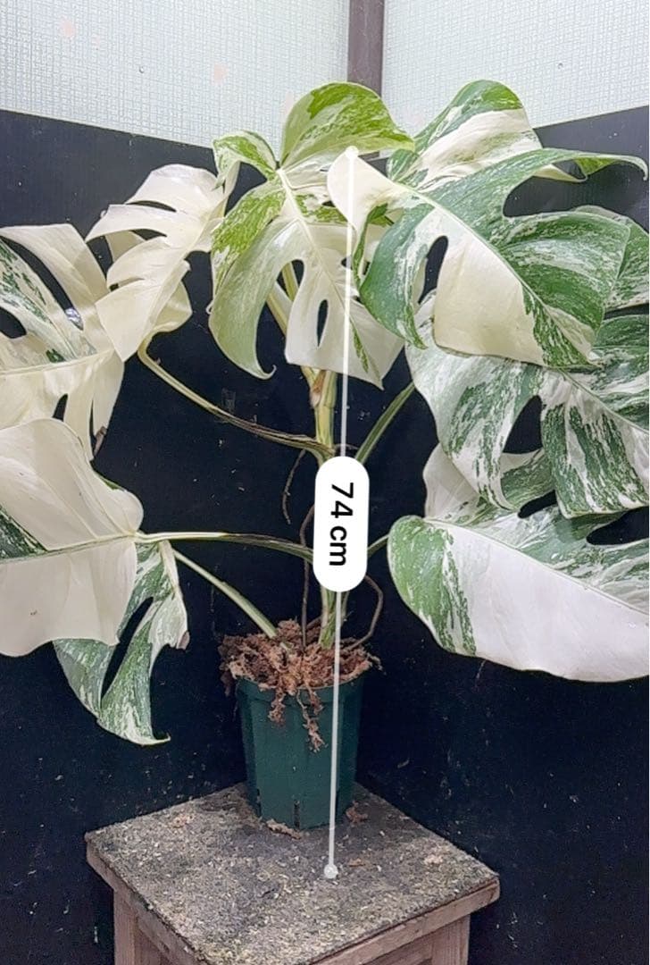 S*n様 斑入りモンステラ ホワイトタイガー極美大株74cm白斑多