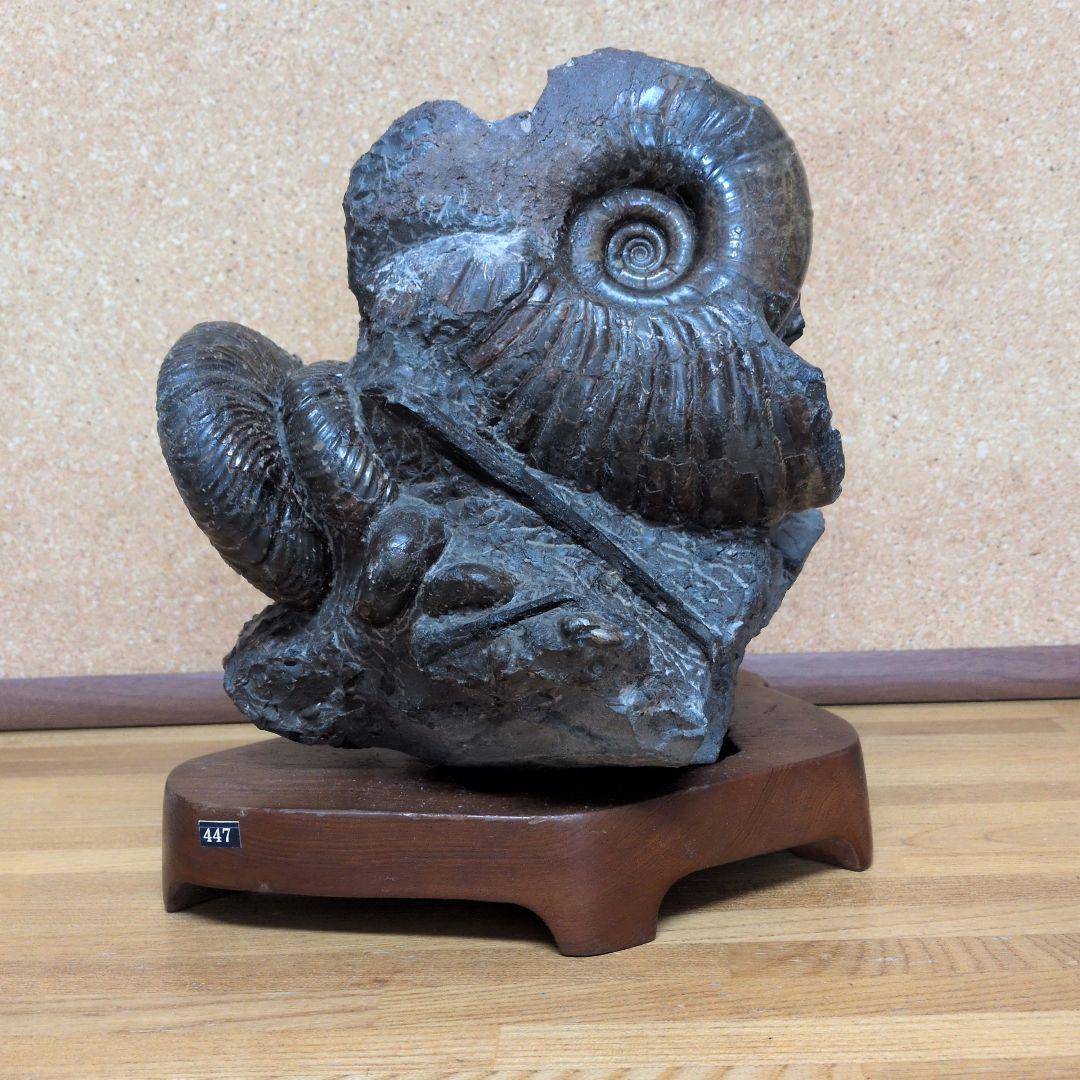 アンモナイト化石 (447)木製台座付き