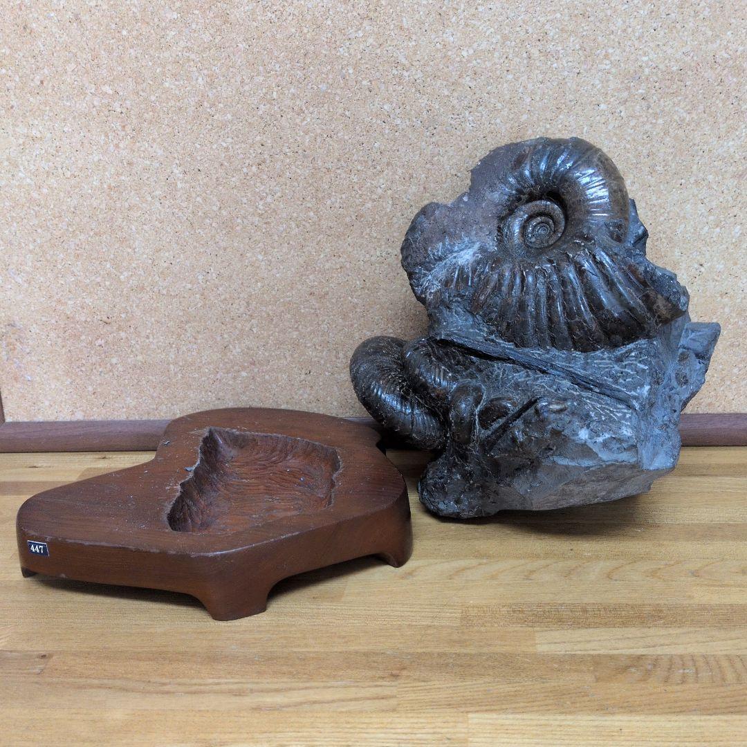 アンモナイト化石 (447)木製台座付き