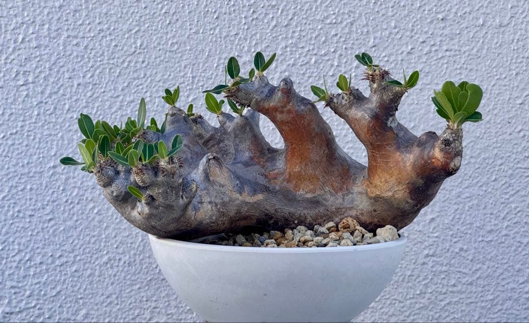 パキポディウム ブレビカリックス　発根済み　カチカチ　巨大