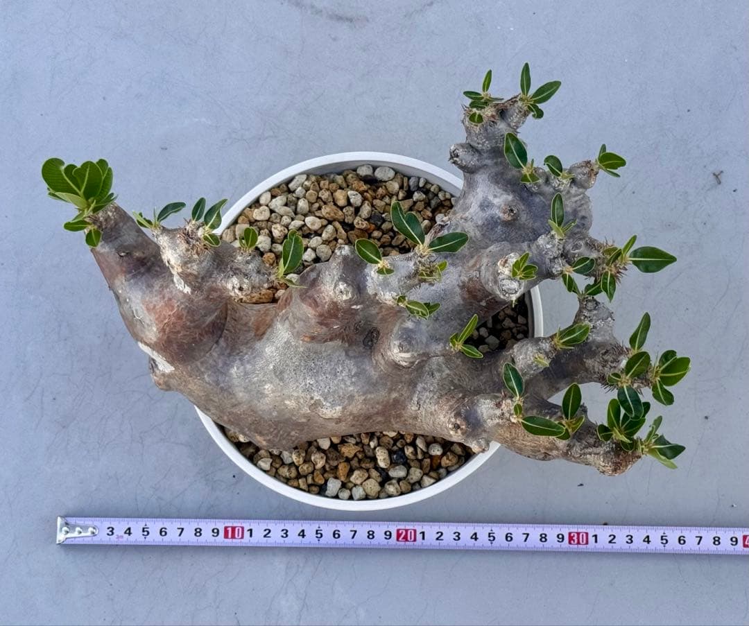 パキポディウム ブレビカリックス　発根済み　カチカチ　巨大