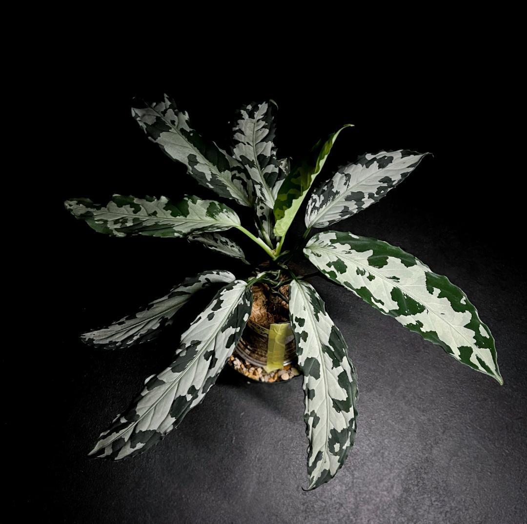 ◆RGL◆ 専用です 大株 現物 アグラオネマ ピクタム アチェ産 現地便