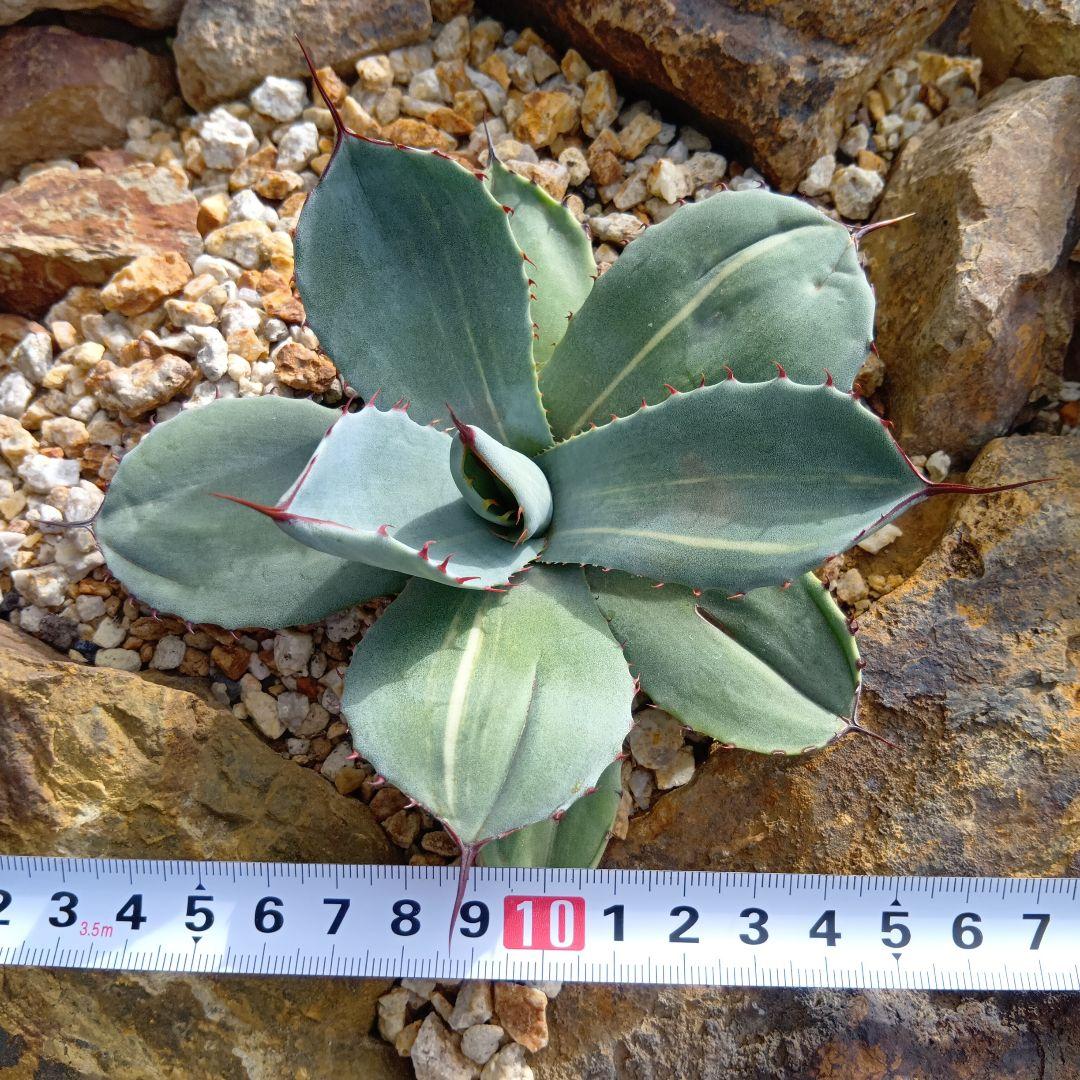 アガベ　パリー　トランカータ　黄縞斑　斑入り