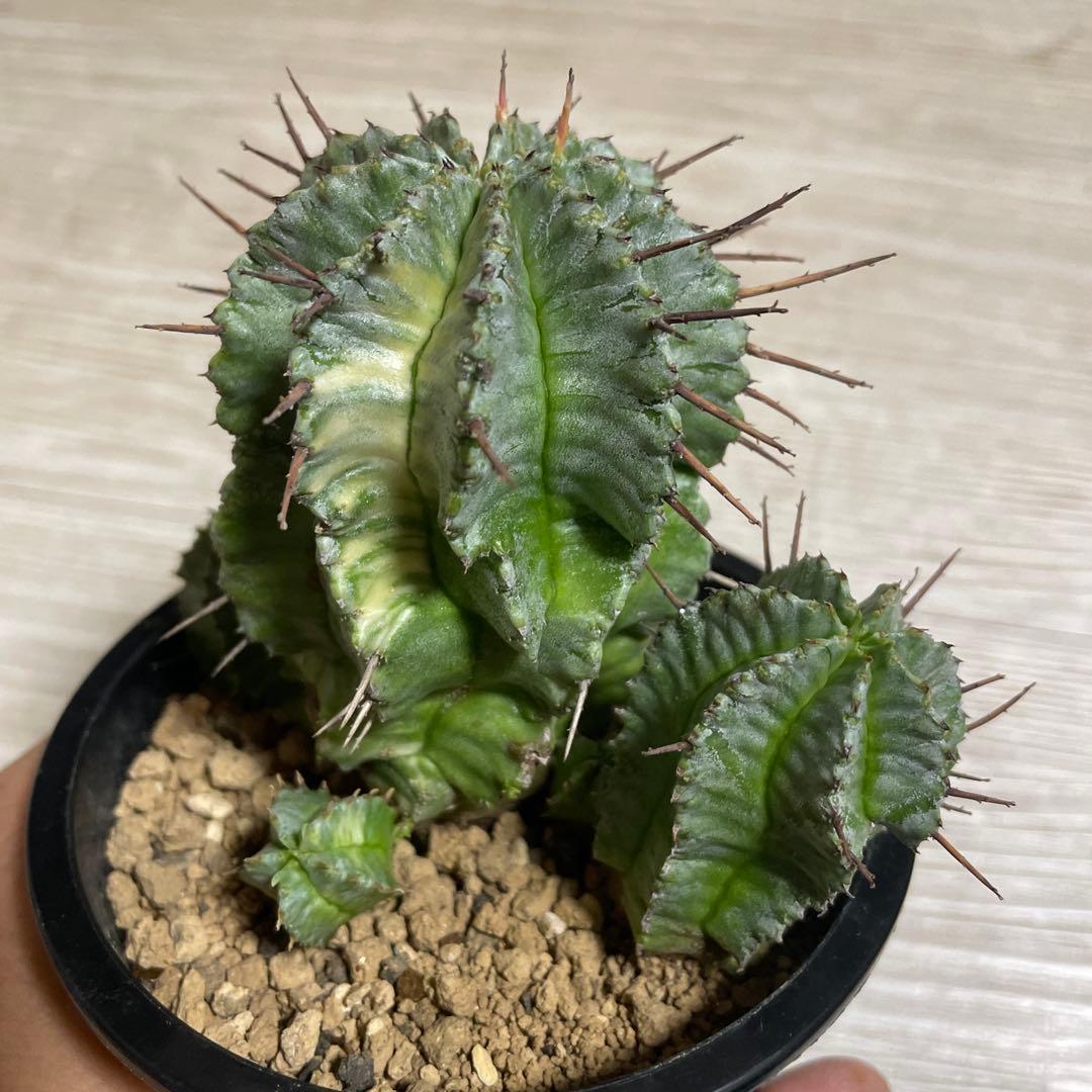 ホリダ錦　ユーフォルビア　サボテン　多肉植物