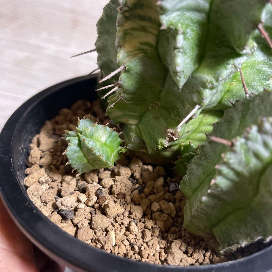 ホリダ錦　ユーフォルビア　サボテン　多肉植物