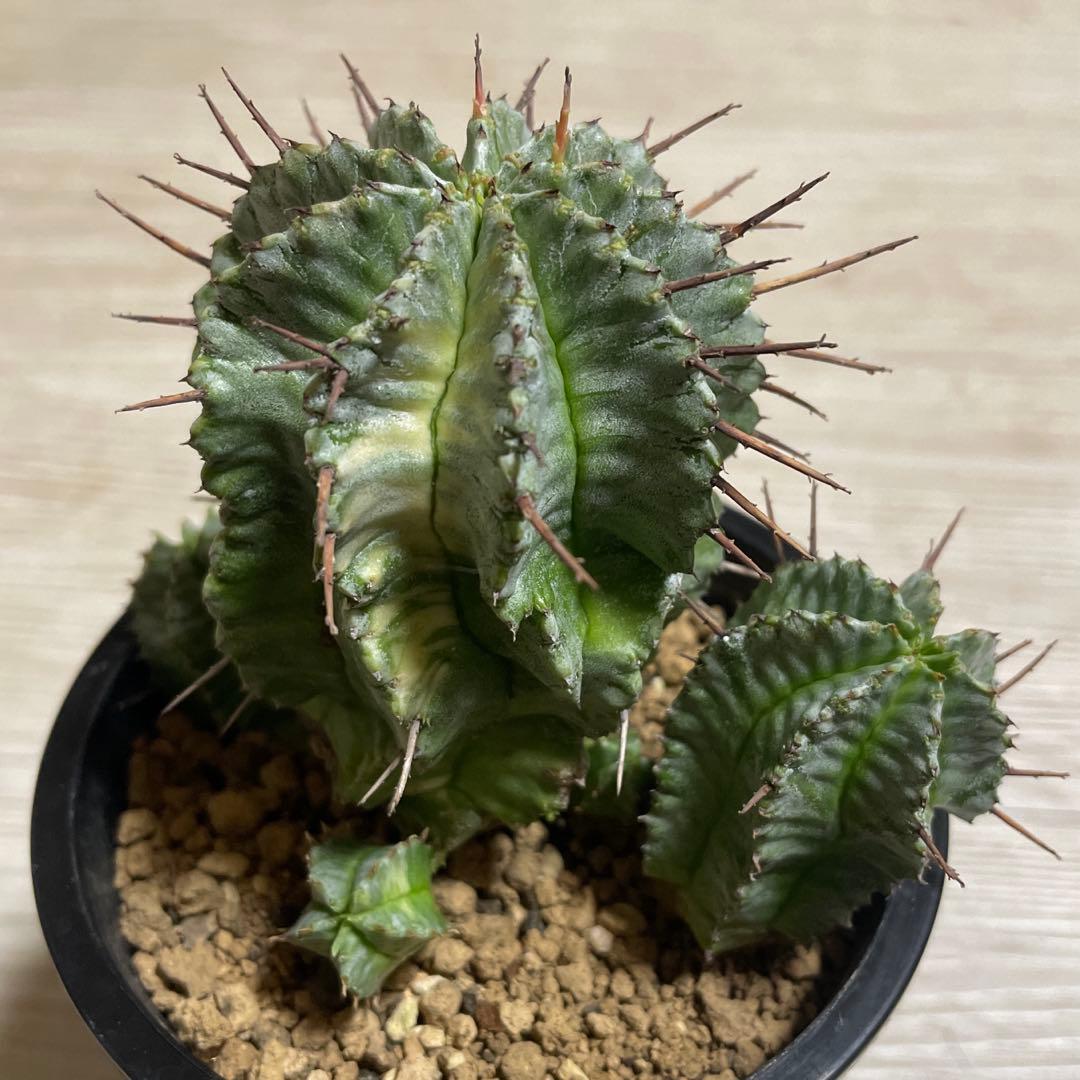 ホリダ錦　ユーフォルビア　サボテン　多肉植物